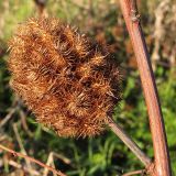 Glycyrrhiza echinata. Сухое соплодие. Краснодарский край, окр. г. Крымск, залежь близ хут. Верхнеадагум. 28.10.2013.