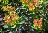 Euphorbia dendroides