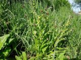 Cynoglossum officinale