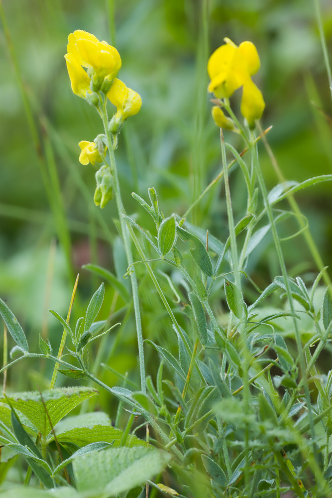 Изображение особи Lathyrus pratensis.