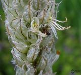 Asphodeline taurica