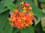 Ixora coccinea