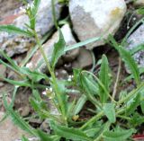 семейство Brassicaceae