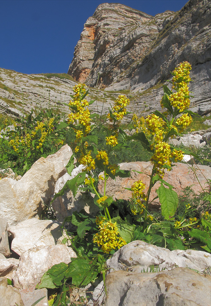 Изображение особи Solidago virgaurea ssp. caucasica.