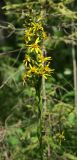 Ligularia lydiae