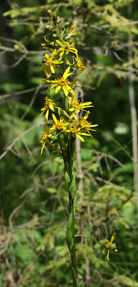 Изображение особи Ligularia lydiae.