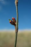 Polygonum patulum. Плоды в пазухе прицветного листа. Астраханская обл., сев. берег оз. Баскунчак. 04.10.2009.