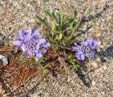 Scabiosa comosa. Верхушка цветущего растения. Иркутская обл., Ольхонский р-н, побережье оз. Байкал, склон южнее базы Чара. 28.06.2014.