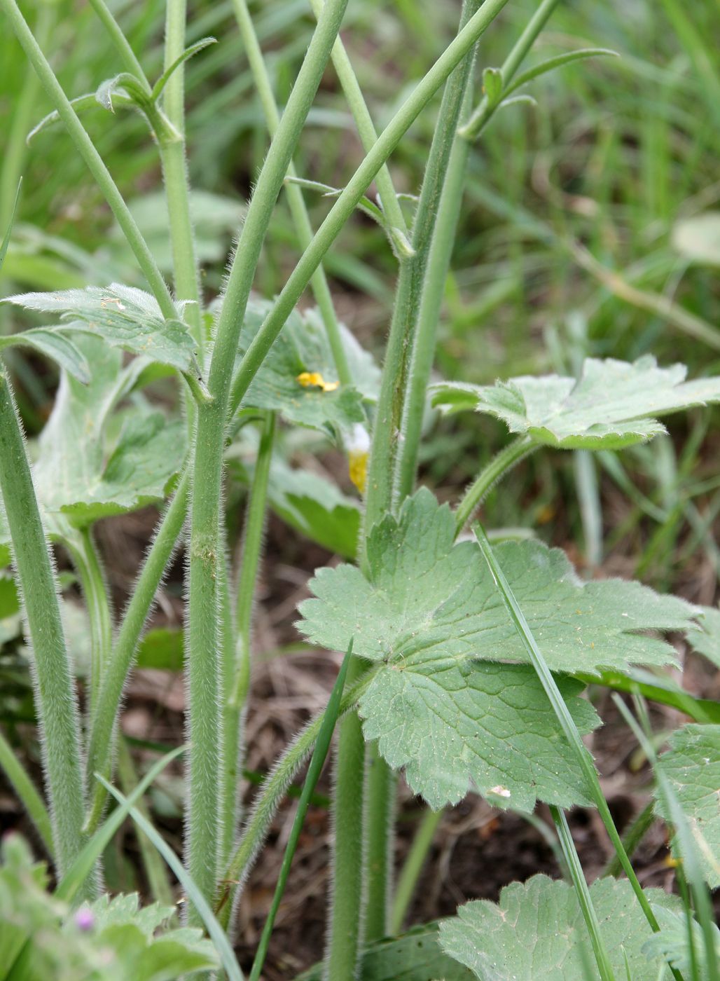 Изображение особи Ranunculus velutinus.