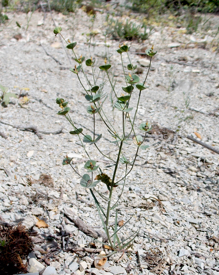 Изображение особи Euphorbia leptocaula.