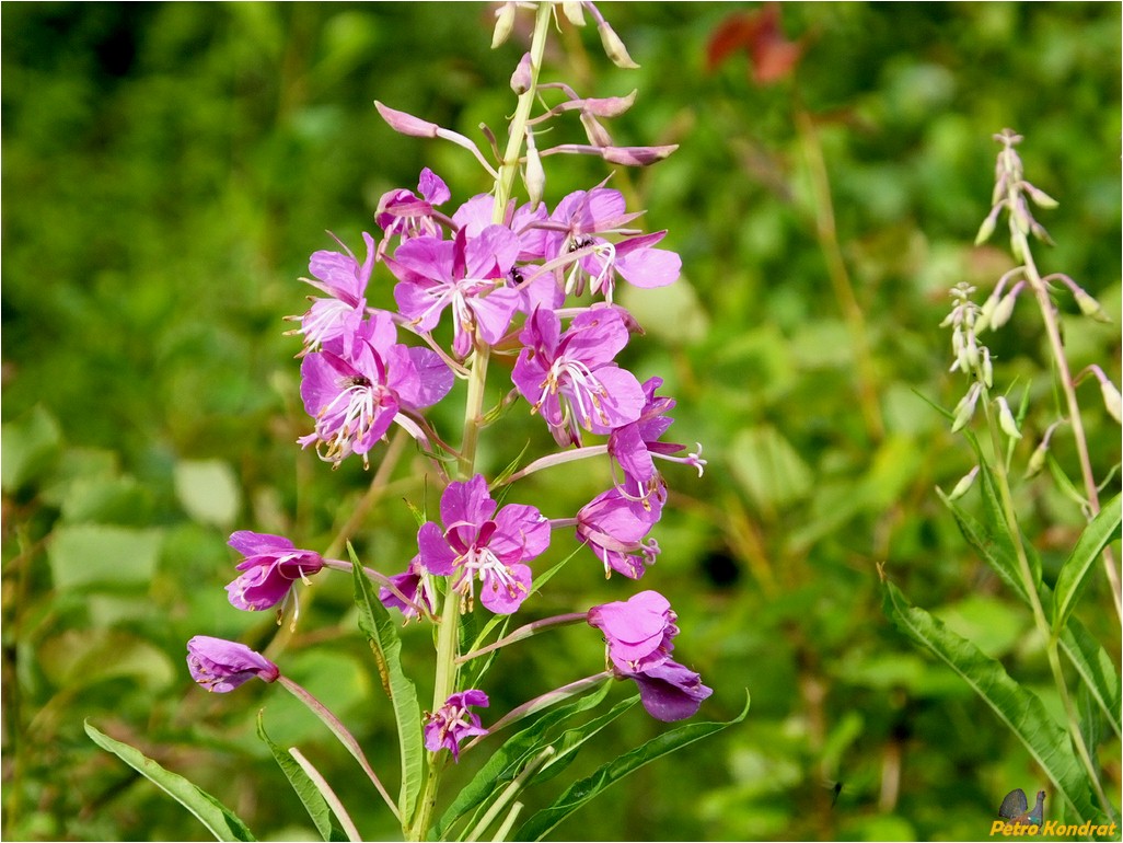 Изображение особи Chamaenerion angustifolium.