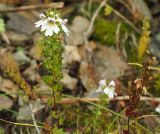 Euphrasia alboffii