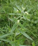 Lithospermum officinale