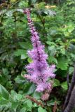 Astilbe chinensis. Соцветие. Приморский край, о. Русский, многопородный широколиственный лес, обочина дороги. 01.08.2016.