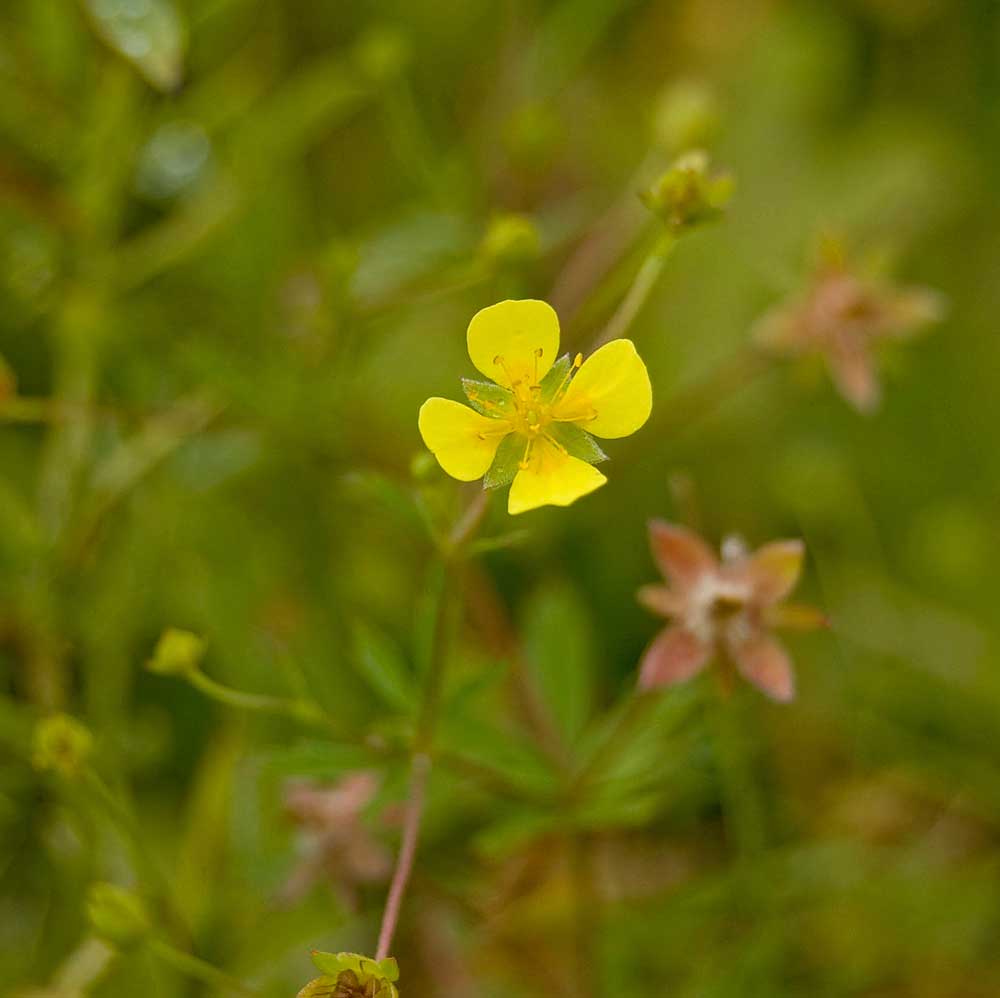 Изображение особи Potentilla erecta.