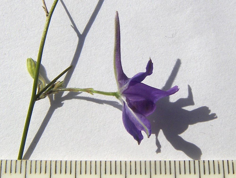 Image of Delphinium paniculatum specimen.