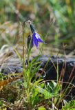 Campanula uniflora. Цветущее и бутонизирующее растения. Чукотка, побережье бухты Провидения. 09.07.2010.