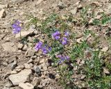 Vicia olchonensis