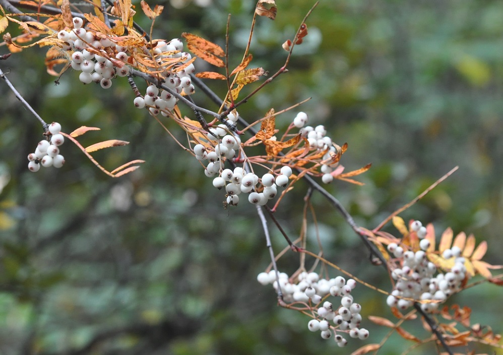 Изображение особи род Sorbus.