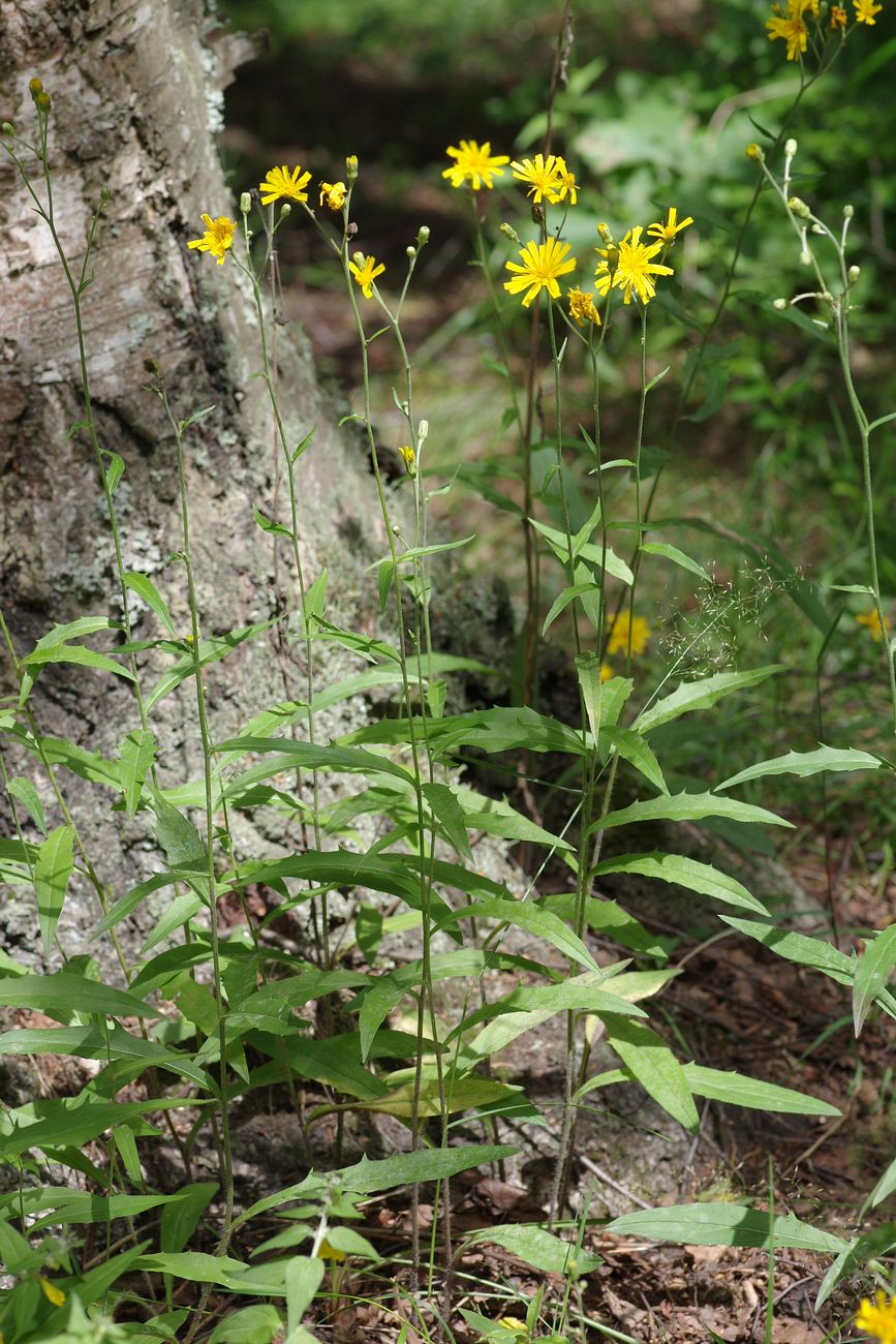 Изображение особи Hieracium linifolium.