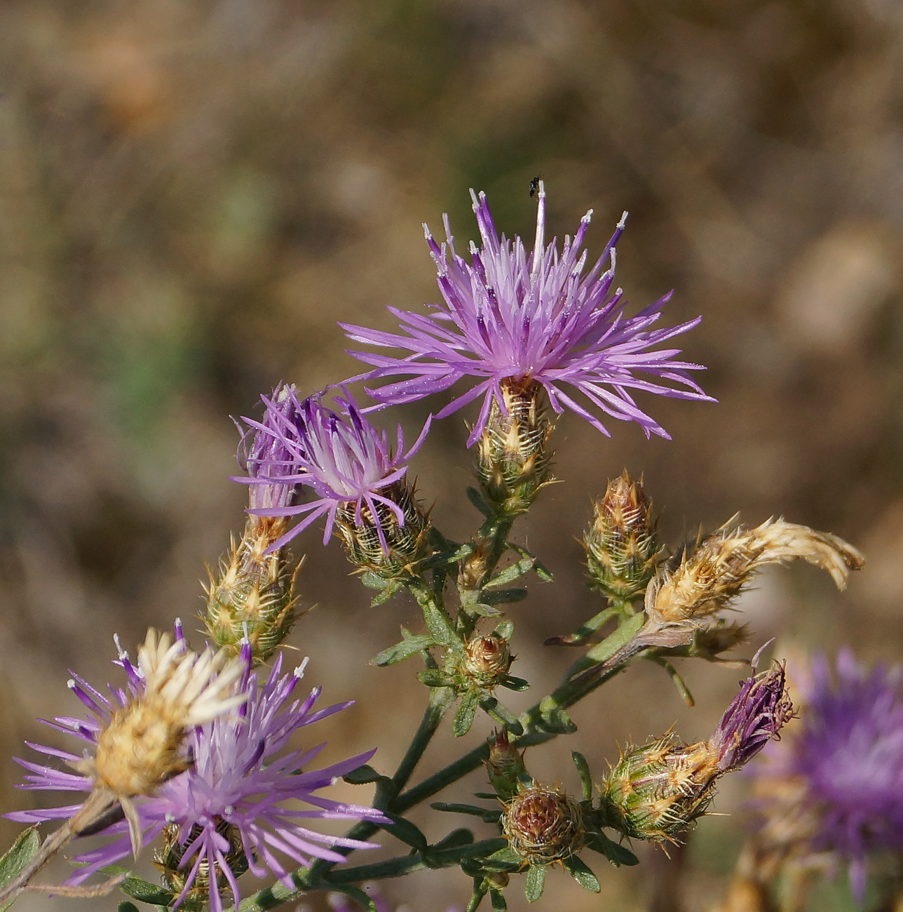 Изображение особи Centaurea diffusa.