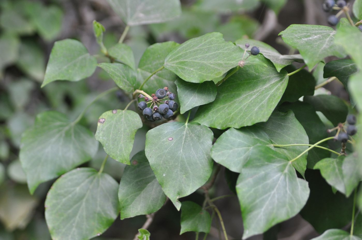 Изображение особи род Hedera.