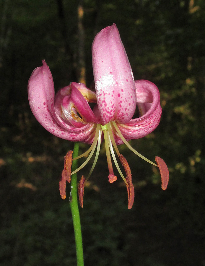 Изображение особи Lilium caucasicum.