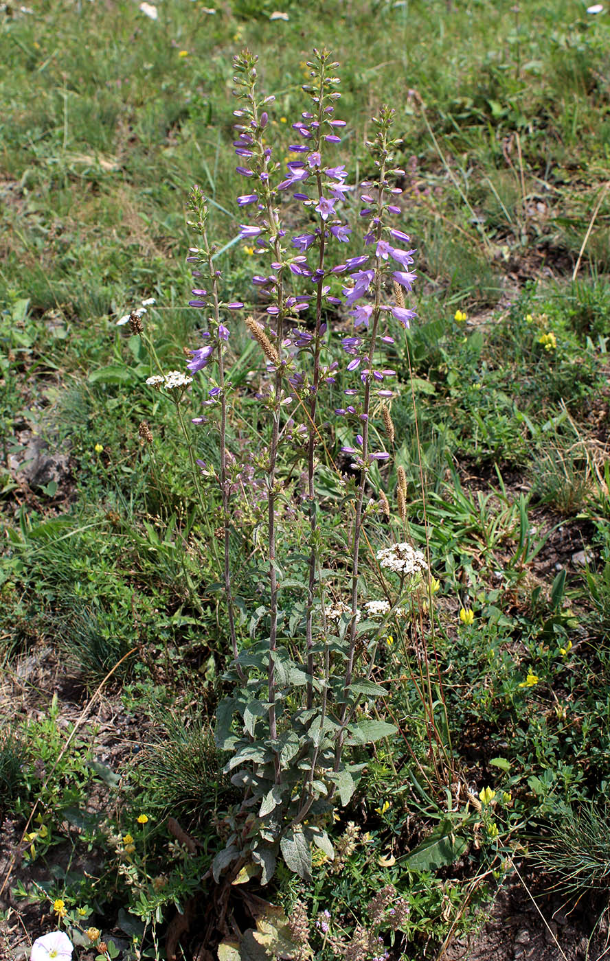 Image of Campanula bononiensis specimen.