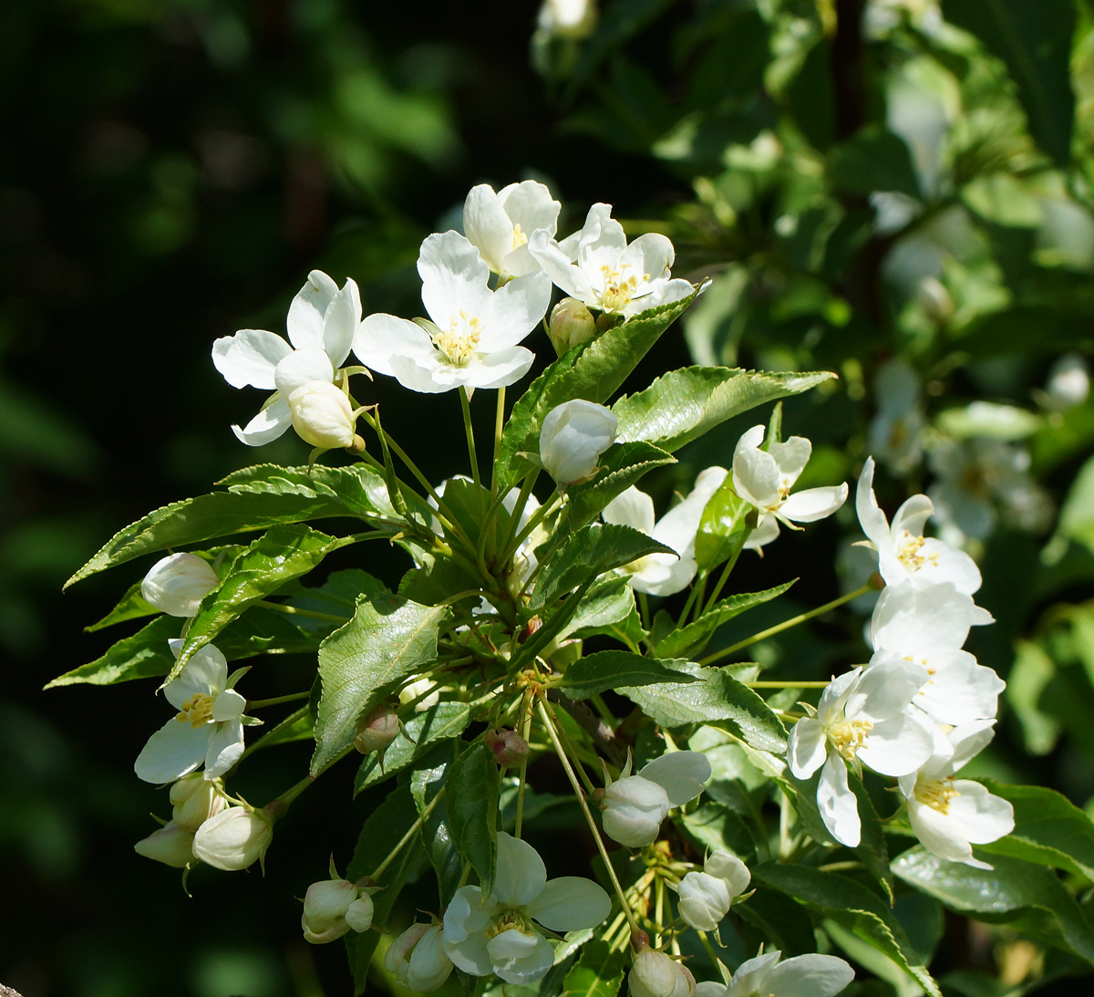 Изображение особи род Malus.