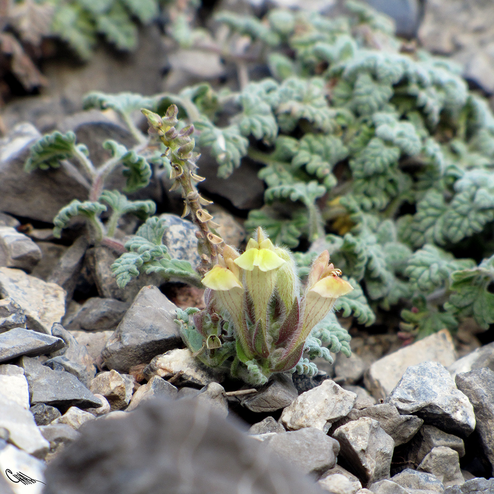 Изображение особи Scutellaria nepetoides.