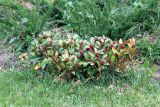 Skimmia japonica. Бутонизирующее растение. Азербайджан, г. Баку, Зимний парк, в городском озеленении. 4 декабря 2019 г.