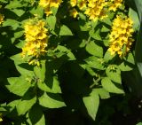 Lysimachia punctata