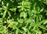 Potentilla reptans