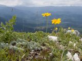 Anthemis marschalliana подвид pectinata. Цветущие растения. Краснодарский край, Апшеронский р-н, гора Черногор, платообразная вершина, ≈ 1750 м н.у.м., субальпийский луг, в задернованной расщелине. 27.06.2020.