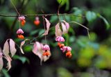 Euonymus verrucosus