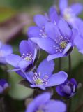 Hepatica nobilis