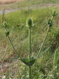 Dipsacus laciniatus