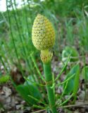 Equisetum fluviatile