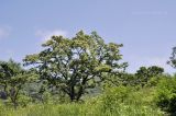 Tilia amurensis