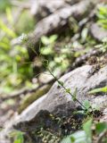 Arabis nordmanniana. Цветущее и плодоносящее растение. Абхазия, окр. г. Новый Афон, каменистый склон Иверской горы. 12.05.2021.