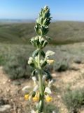 Phlomoides nuda