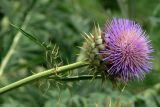 Cynara scolymus