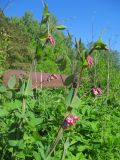 Lathyrus pisiformis. Побеги с соцветиями. Томск, лесной луг. 17.06.2010.