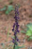 Aconitum septentrionale. Соцветие. Республика Алтай, Кош-Агачский р-н, верховье р. Актру, кедровый лес. 08.07.2022.