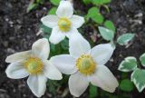 Anemone sylvestris