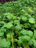 Ranunculus chius