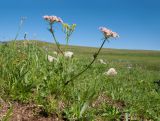 Chaerophyllum roseum