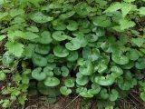 Asarum europaeum