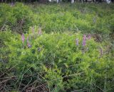 Vicia tenuifolia. Цветущее растение. Пермский край, Кунгурский р-н, окр. дер. Дейково, окр. ур. Греховская гора, крутой склон. 04.06.2023.