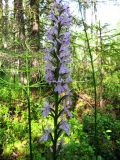 Dactylorhiza maculata